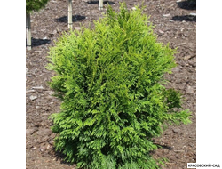 Туя Тип Топ - Thuja Tip Top