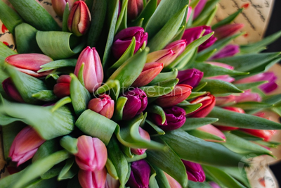 Тюльпаны МИКС 35 шт.