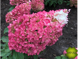 ГОРТЕНЗИЯ МЕТЕЛЬЧАТАЯ "СТРОБЕРРИ БЛОССОМ" саженец 20-30 см