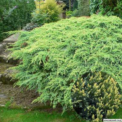 Можжевельник Холгер - Holger