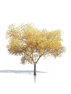 Billboards Дерево осеннее_21