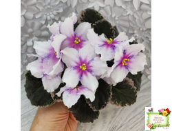 Dn-Love Time (Д. Денисенко) 2021 г.