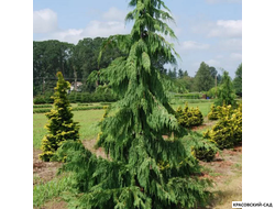 Кипарисовик Нутканский