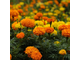 Бархатцы (Тагетис) Эректа