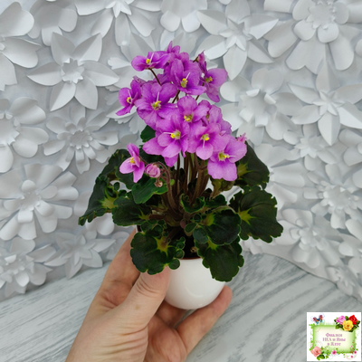 LV-Ланселот (Л. Шевелева) 2025 г. (клакамусный гёрл с кроновой пестролистностью) (стартер)