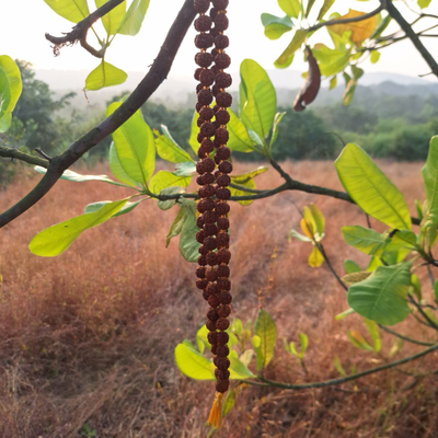 Четки из натуральной мелкой Рудракши цвет желтой