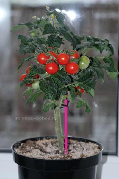 Томат  Red Robin (Ред Робин), 10 шт.