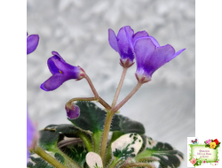 Н-Синий Лён (Н. Бердникова) 2015 г. трейлер