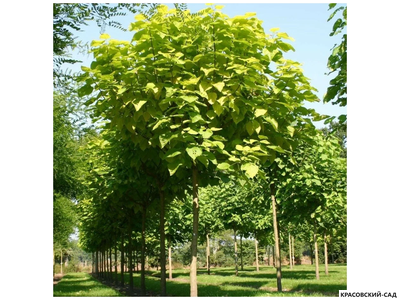 Катальпа бигнониевидная