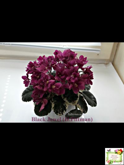 Black Jewel (H.Pittman) 02/14/04