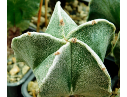 Astrophytum myriostigma v.tulense (D=80-90 mm)