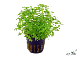 Хоттония инфлата (горшок)