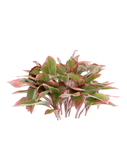 тропические Аглаонема Aglaonema crete