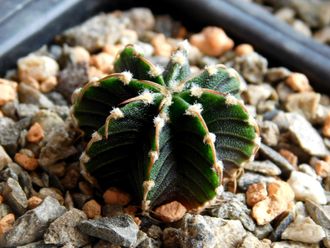 Gymnocalycium friedrichii v.moserianum VoS-014а (D=20mm) 8 ribs