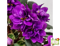 Senk's Longlegs (R. Follett/D. Senk) трейлер (укор. пасынок)