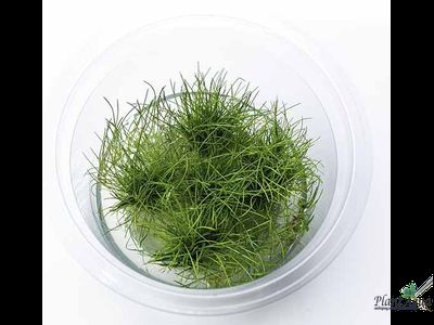 Элеохарис парвула (меристемный)