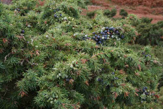 Можжевельник обыкновенный (Juniperus communis)(хвоя+ягоды), Непал (5 мл)  - 100% натуральное эфирное масло