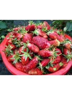 Вильма земклуника