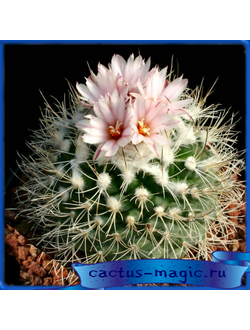 Gymnocactus saueri ssp. nelissae PP 462
