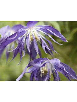 Княжик Blue Surprise (Блю сюрпрайз), контейнер 2л