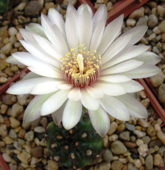 Gymnocalycium mesopotamicum - 10 семян