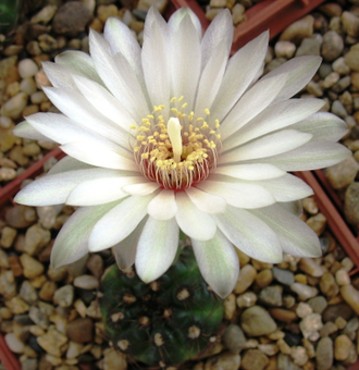 Gymnocalycium mesopotamicum - 5 семян