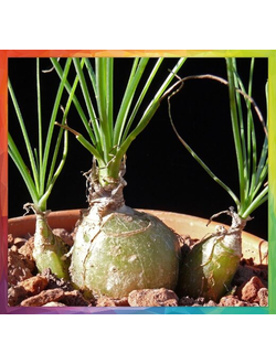 Albuca aff. polyphylla UL 499