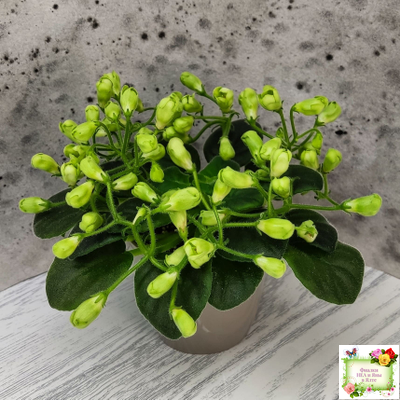 Emerald Bell (О.Барышева) 2016