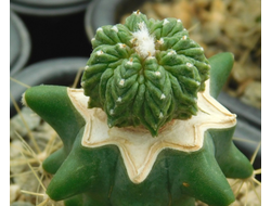 Aztekium  ritteri PP 566 (d=15)