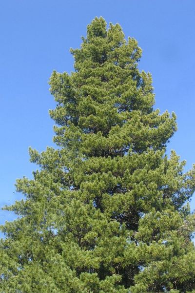 Сосна сибирская кедровая (кедр сибирский)