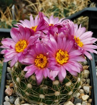 Notocactus uebelmannianus v.nilsonii VG-1445 - 5 семян