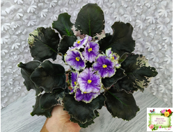 КО-Путеводная Нить (О. Кособокова) 2022 г.