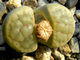 Lithops schwantesii C080 (MG)