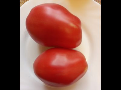 Томат Ослиные уши малиновые