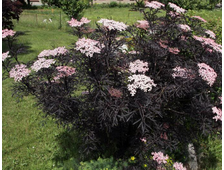 Бузина черная Блэк Лэйс, 3 л., ЗКС