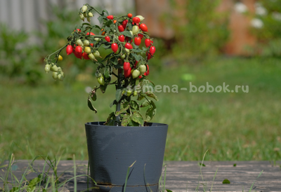 Томат LITTLE HEARTBREAKER (Маленький сердцеед), 10 шт