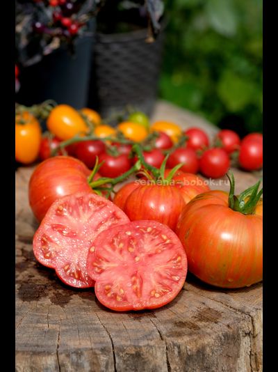 Томат Брендивайн Полосатый (Brendywine Striped), 10 шт