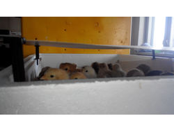 ИК-обогреватель для цыплят (РЭН-4)