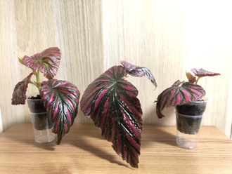 Бегония brevirimosa subsp. exotica