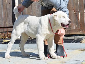 Кобель №3. Аллаур. Продан В. Тагил