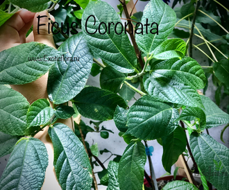 Ficus Coronata / фикус Короната