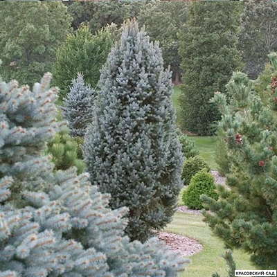 Ель Изели Фастигиата - Iseli Fastigiate