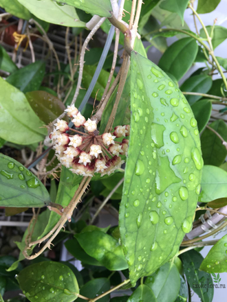 Hoya Ranauensis (Sp. Borneo)