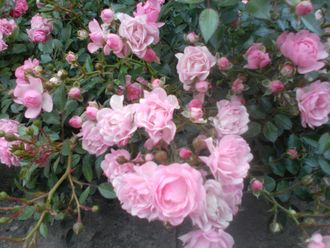 Почвопокровная розовая