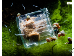 Ловушка для планарий SwetAqua Нано