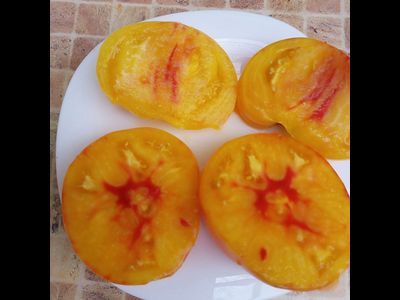 Томат Минни Пинн Страйп (Minnie's Pinn stripe)