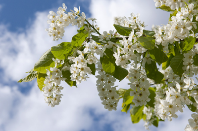 "Лист черемухи" Силиконовый молд (вайнер)