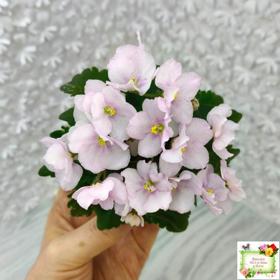 Morgan's Ivy League (C.Eros) (пестролистный гёрл)