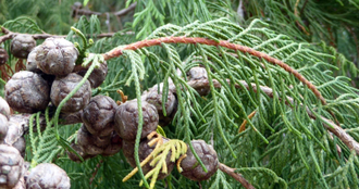 Кипарис гималайский (Cupressus torulosa) лапки, 5 мл - 100% натуральное эфирное масло