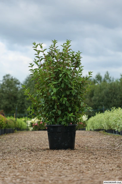 Вейгелла Розеа - Weigela Rosea